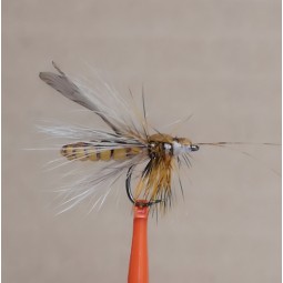 Fly Caddis adult